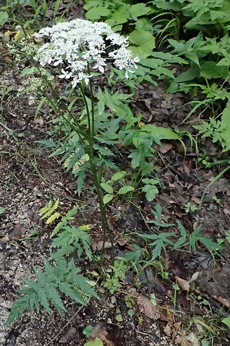 Heracleum austriacum subsp. austriacum \ sterreich-Brenklau / Austrian Hogweed, A St. Gallen im Gesäuse 4.7.2024