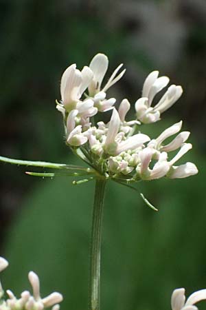 Heracleum austriacum subsp. austriacum \ sterreich-Brenklau / Austrian Hogweed, A St. Gallen im Gesäuse 4.7.2024