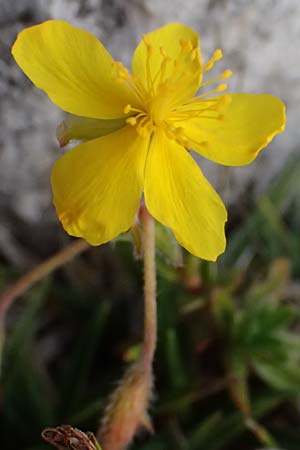 Helianthemum alpestre \ Alpen-Sonnenrschen / Alpine Rock-Rose, A Admont 5.7.2024