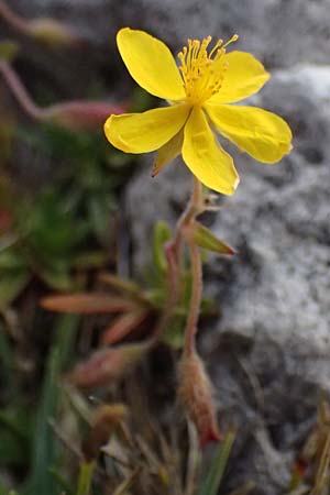 Helianthemum alpestre \ Alpen-Sonnenrschen / Alpine Rock-Rose, A Admont 5.7.2024