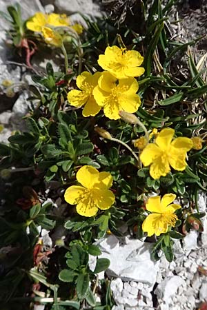 Helianthemum alpestre \ Alpen-Sonnenrschen / Alpine Rock-Rose, A Admont 5.7.2024