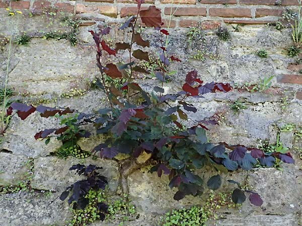 Corylus avellana \ Haselnuss / Hazel, A Bad Radkersburg 16.6.2026