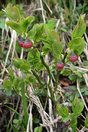 Vaccinium myrtillus \ Heidelbeere, Blaubeere / Bilberry, A Malta - Tal / Valley 7.6.2008