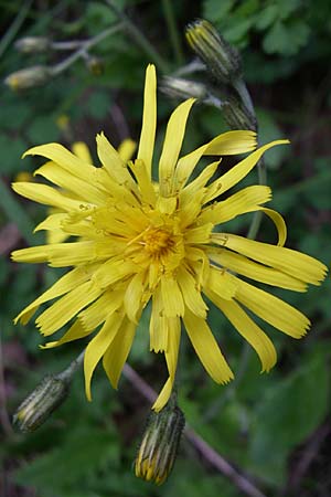 Hieracium glaucinum \ Frhblhendes Habichtskraut / Early Hawkweed, A Malta - Tal / Valley 7.6.2008