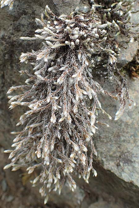 Hedwigia ciliata \ Wimpern-Hedwigsmoos / Ciliate Hedwigia Moss, A K&auml;rnten/Carinthia, Hochobir 19.5.2016