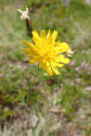 Hieracium caesium \ Blulichgrnes Habichtskraut / Hawkweed, A Kärnten/Carinthia, Koralpe 9.8.2016