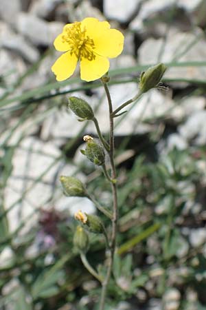 Helianthemum canum \ Graues Sonnenrschen / Hoary Rock-Rose, A Hainburg 14.5.2022