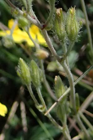 Helianthemum canum \ Graues Sonnenrschen / Hoary Rock-Rose, A Hainburg 14.5.2022