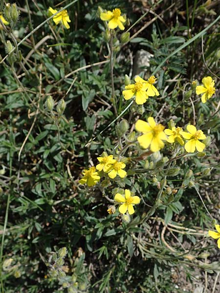 Helianthemum canum \ Graues Sonnenrschen / Hoary Rock-Rose, A Hainburg 14.5.2022