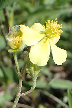 Helianthemum canum \ Graues Sonnenrschen / Hoary Rock-Rose, A Hainburg 14.5.2022