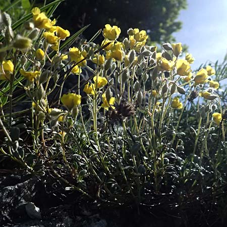 Helianthemum canum \ Graues Sonnenrschen / Hoary Rock-Rose, A Hainburg 10.5.2025