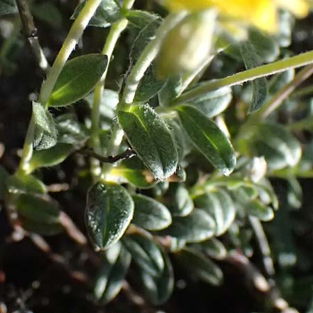 Helianthemum canum \ Graues Sonnenrschen / Hoary Rock-Rose, A Hainburg 10.5.2025