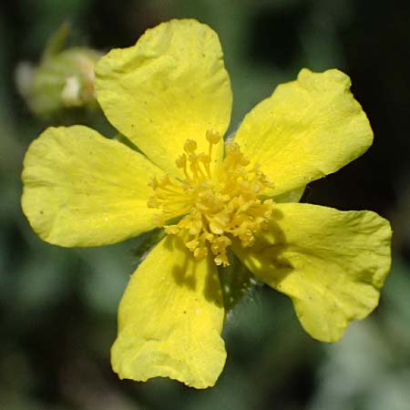Helianthemum canum \ Graues Sonnenrschen / Hoary Rock-Rose, A Hainburg 10.5.2025