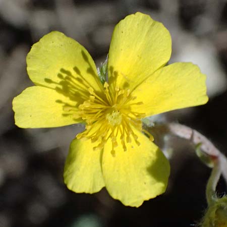 Helianthemum canum \ Graues Sonnenrschen / Hoary Rock-Rose, A Hainburg 10.5.2025