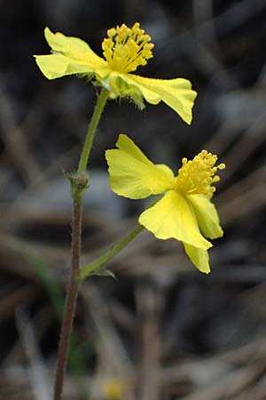 Helianthemum canum \ Graues Sonnenrschen / Hoary Rock-Rose, A Bad Vöslau 12.5.2025