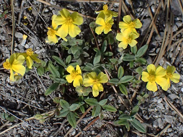 Helianthemum canum \ Graues Sonnenrschen / Hoary Rock-Rose, A Bad Vöslau 12.5.2025