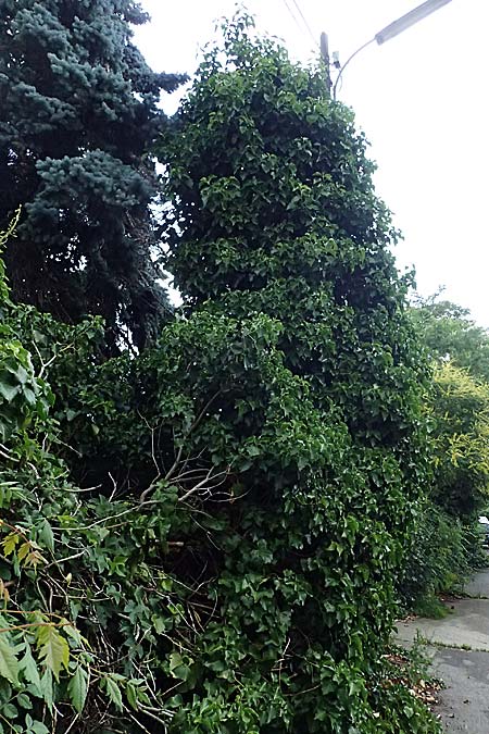 Hedera crebrescens \ Budapester Efeu / Budapest Ivy, A Wien 13.6.2026