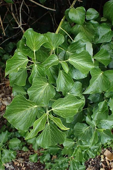 Hedera crebrescens \ Budapester Efeu / Budapest Ivy, A Wien 13.6.2026