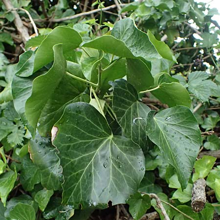 Hedera crebrescens \ Budapester Efeu / Budapest Ivy, A Wien 13.6.2026