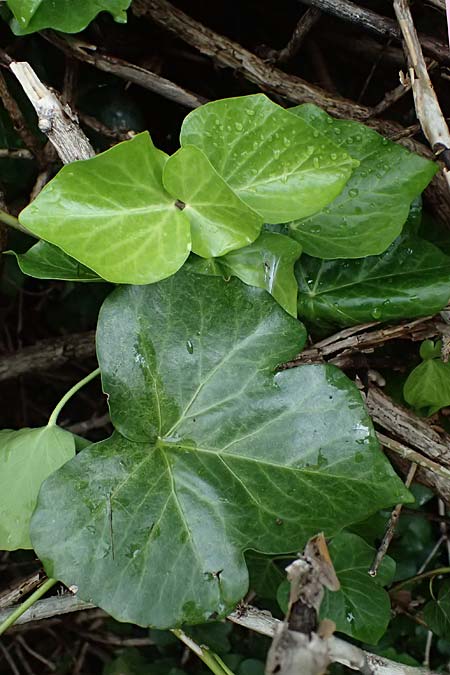 Hedera crebrescens \ Budapester Efeu / Budapest Ivy, A Wien 13.6.2026