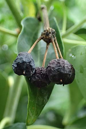Hedera crebrescens \ Budapester Efeu / Budapest Ivy, A Wien 13.6.2026