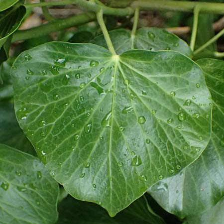 Hedera crebrescens \ Budapester Efeu / Budapest Ivy, A Wien 13.6.2026