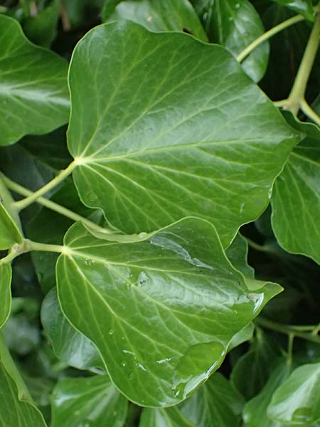 Hedera crebrescens \ Budapester Efeu / Budapest Ivy, A Wien 13.6.2026