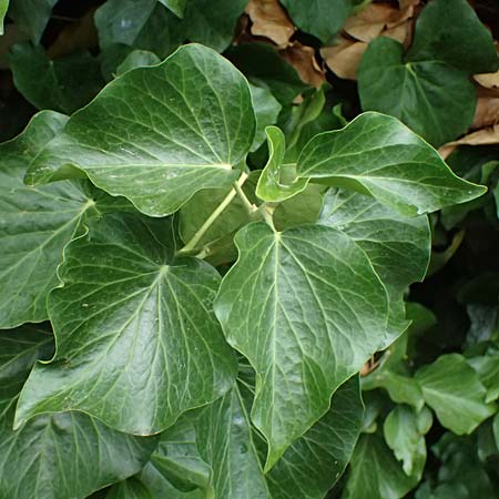 Hedera crebrescens \ Budapester Efeu / Budapest Ivy, A Wien 13.6.2026