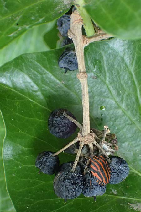Hedera crebrescens \ Budapester Efeu / Budapest Ivy, A Wien 13.6.2026