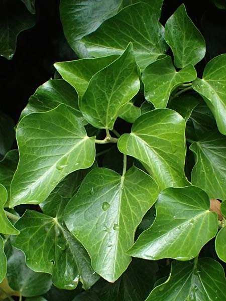 Hedera crebrescens \ Budapester Efeu / Budapest Ivy, A Wien 13.6.2026