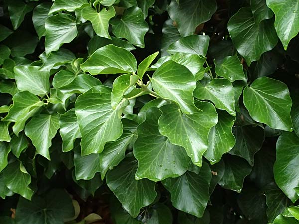 Hedera crebrescens \ Budapester Efeu / Budapest Ivy, A Wien 13.6.2026