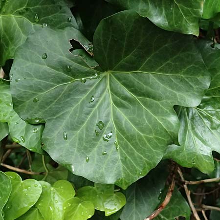 Hedera crebrescens \ Budapester Efeu / Budapest Ivy, A Wien 13.6.2026