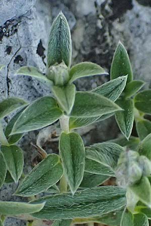 Helianthemum canum \ Graues Sonnenr�schen / Hoary Rock-Rose, A Hainburg 14.5.2022