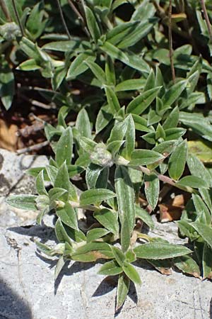 Helianthemum canum \ Graues Sonnenr�schen / Hoary Rock-Rose, A Hainburg 14.5.2022