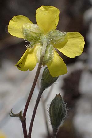 Helianthemum canum \ Graues Sonnenr�schen / Hoary Rock-Rose, A Hainburg 14.5.2022
