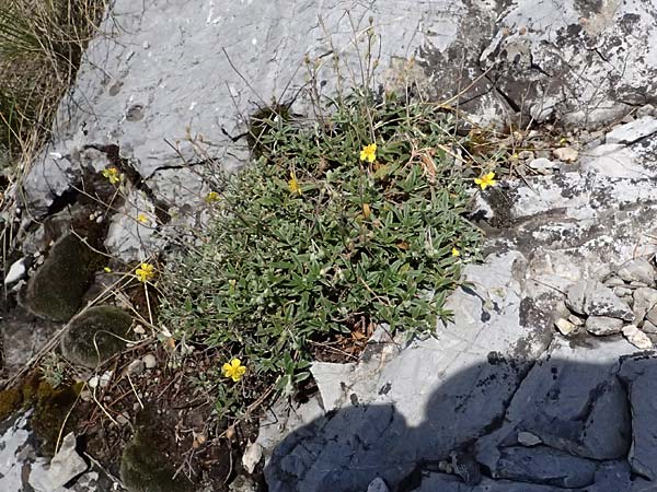 Helianthemum canum \ Graues Sonnenr�schen / Hoary Rock-Rose, A Hainburg 14.5.2022