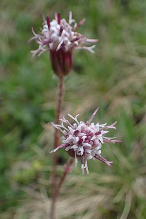 Homogyne discolor \ Filz-Brandlattich, Zweifarbiger Brandlattich / Discolored Colt's-Foot, A Seckauer Tauern, Brandstätter Törl 1.7.2021