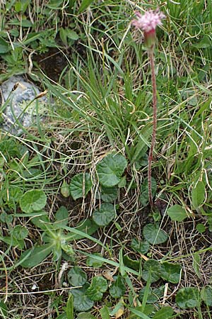 Homogyne discolor \ Filz-Brandlattich, Zweifarbiger Brandlattich / Discolored Colt's-Foot, A Seckauer Tauern, Brandstätter Törl 1.7.2021