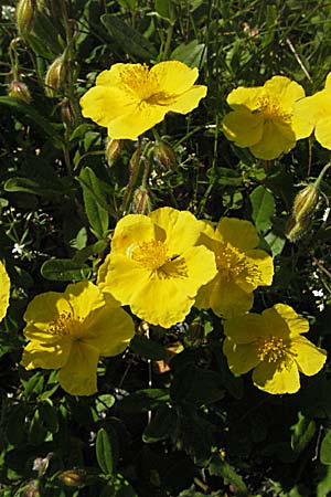 Helianthemum nummularium subsp. grandiflorum \ Grobltiges Sonnenrschen / Large-Flowered Rock-Rose, A Kärnten/Carinthia, Petzen 21.7.2007