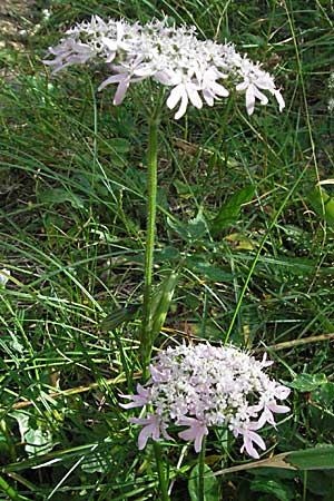 Heracleum austriacum subsp. siifolium \ Merk-Brenklau, Roter sterreich-Brenklau / Red Austrian Hogweed, A Kärnten/Carinthia, Petzen 21.7.2007