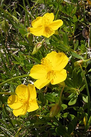 Helianthemum nummularium subsp. grandiflorum \ Grobltiges Sonnenrschen / Large-Flowered Rock-Rose, A Dachstein 20.7.2010