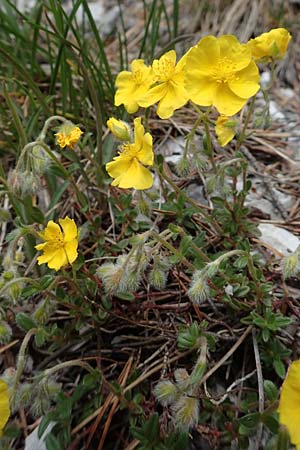 Helianthemum alpestre \ Alpen-Sonnenrschen / Alpine Rock-Rose, A Kärnten/Carinthia, Trögerner Klamm 18.5.2016
