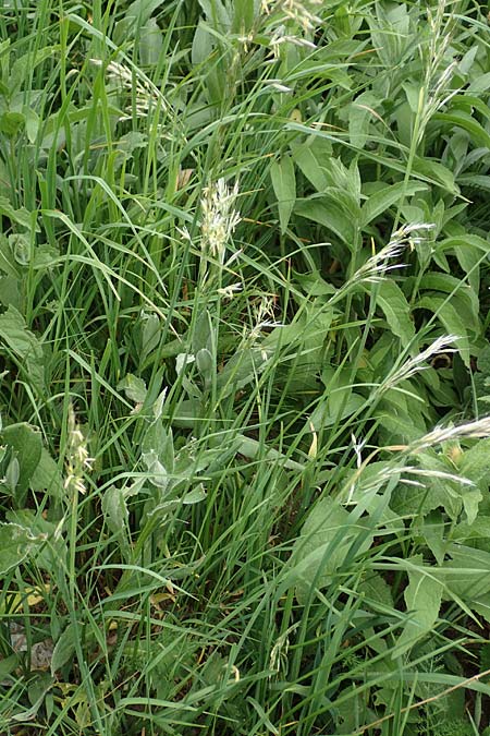 Helictotrichon pubescens subsp. laevigatum \ Glatter Wiesenhafer / Smooth Oat Grass, A Pusterwald, Eiskar 1.7.2019