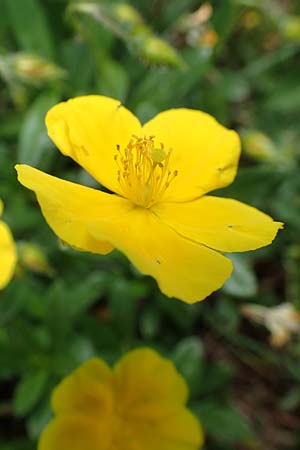 Helianthemum nummularium \ Kleinblttriges Sonnenrschen / Common Rock-Rose, A Trenchtling 3.7.2019