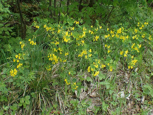 Hippocrepis emerus \ Strauchwicke / Scorpion Senna, A St. Gilgen 16.5.2022