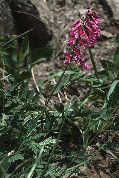 Hedysarum hedysaroides \ Alpen-Sklee / Alpine Sweetvetch, A Widderstein 12.7.1987