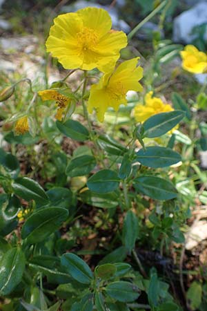 Helianthemum nummularium subsp. grandiflorum \ Grobltiges Sonnenrschen / Large-Flowered Rock-Rose, A Kärnten/Carinthia, Petzen 8.8.2016