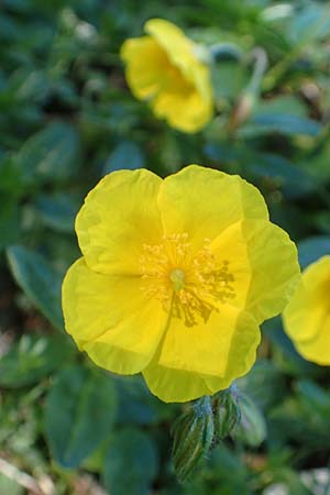 Helianthemum nummularium subsp. grandiflorum \ Grobltiges Sonnenrschen / Large-Flowered Rock-Rose, A Kärnten/Carinthia, Petzen 8.8.2016
