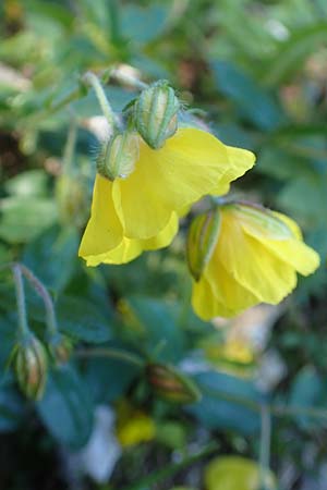 Helianthemum nummularium subsp. grandiflorum \ Grobltiges Sonnenrschen / Large-Flowered Rock-Rose, A Kärnten/Carinthia, Petzen 8.8.2016