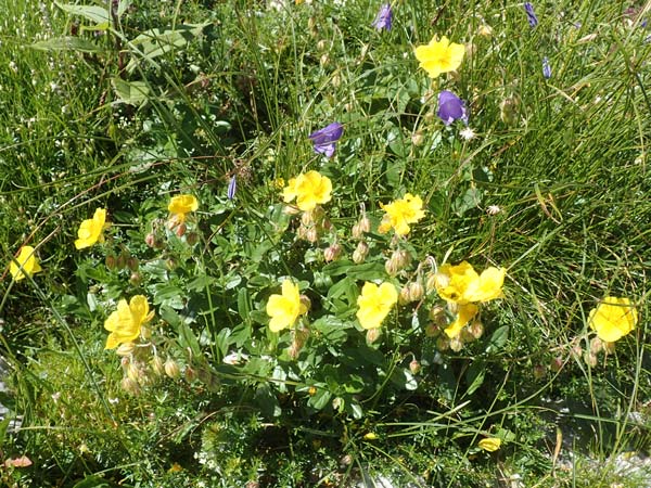 Helianthemum nummularium subsp. grandiflorum \ Grobltiges Sonnenrschen / Large-Flowered Rock-Rose, A Kärnten/Carinthia, Petzen 8.8.2016